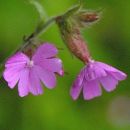 Campion, Red