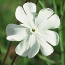 Campion, White
