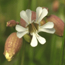 Campion, Bladder