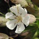 Campion, Sea