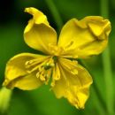 Celandine, Greater