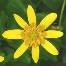 Celandine, Lesser