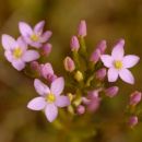 Centaury, Common