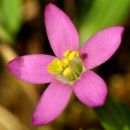 Centaury, Lesser
