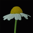 Chamomile