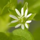 Chickweed, Common
