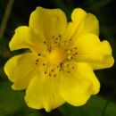 Cinquefoil, Creeping