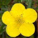 Cinquefoil, Shrubby