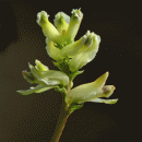 Corydalis, Climbing