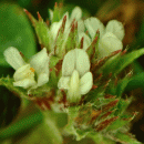 Clover, Rough