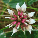 Clover, Western