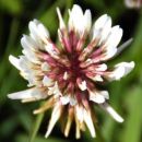 Clover, White