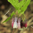 Comfrey, Hidcote