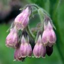 Comfrey, Russian