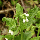 Comfrey, White