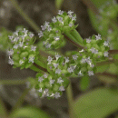 Cornsalad, Common