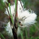 Cottongrass, Common