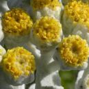 Cottonweed