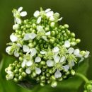 Cress, Hoary