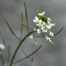 Cress, Thale