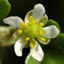 Crowfoot, Ivy-leaved