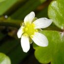 Crowfoot, Round-leaved