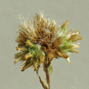 Cudweed, Common