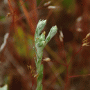 Cudweed, Small