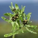 Cudweed, Marsh