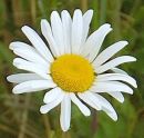 Daisy, Oxeye