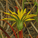 Dandelion, Turlough