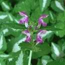 Dead-nettle, Spotted