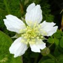 Dewberry