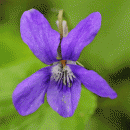 Dog-violet, Early