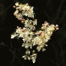 Dropwort