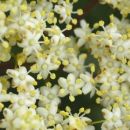 Elder