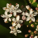 Elder, Dwarf