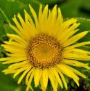 Elecampane
