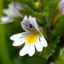 Eyebright
