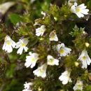 Eyebright, Irish