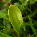 Adder's Tongue