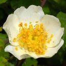 Field-Rose