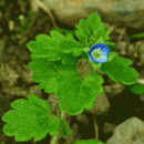 Field-speedwell, Grey