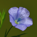 Flax