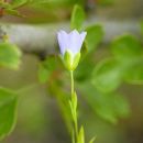 Flax, Pale