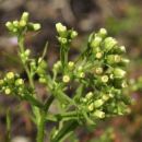 Fleabane, Bilbao's
