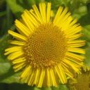 Fleabane, Common