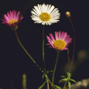 Fleabane, Mexican