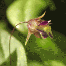 Fluellen, Sharp-leaved