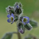 Forget-me-not, Early